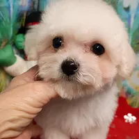 Toy size, Super friendly !, a female Bichon Frise for sale in Spraggs, PA – Photo 5 of 5