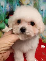 Toy size, Ready now !, a female Bichon Frise for sale in Spraggs, PA – Photo 5 of 5