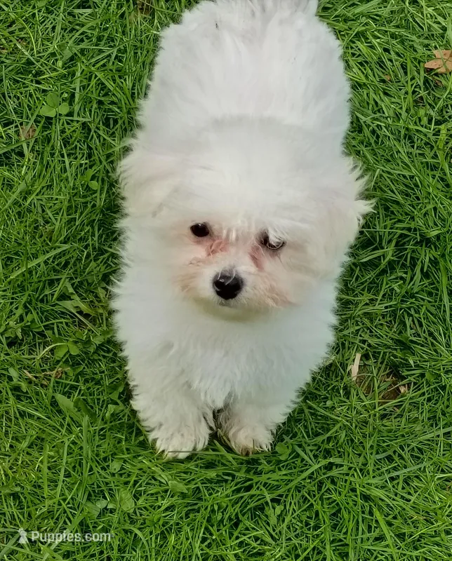 Toy size, Vet Checked !  – Bichon Frise puppy for sale in Spraggs, PA