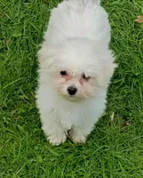 Toy size, Vet Checked ! , a female Bichon Frise for sale in Spraggs, PA – Photo 1 of 7