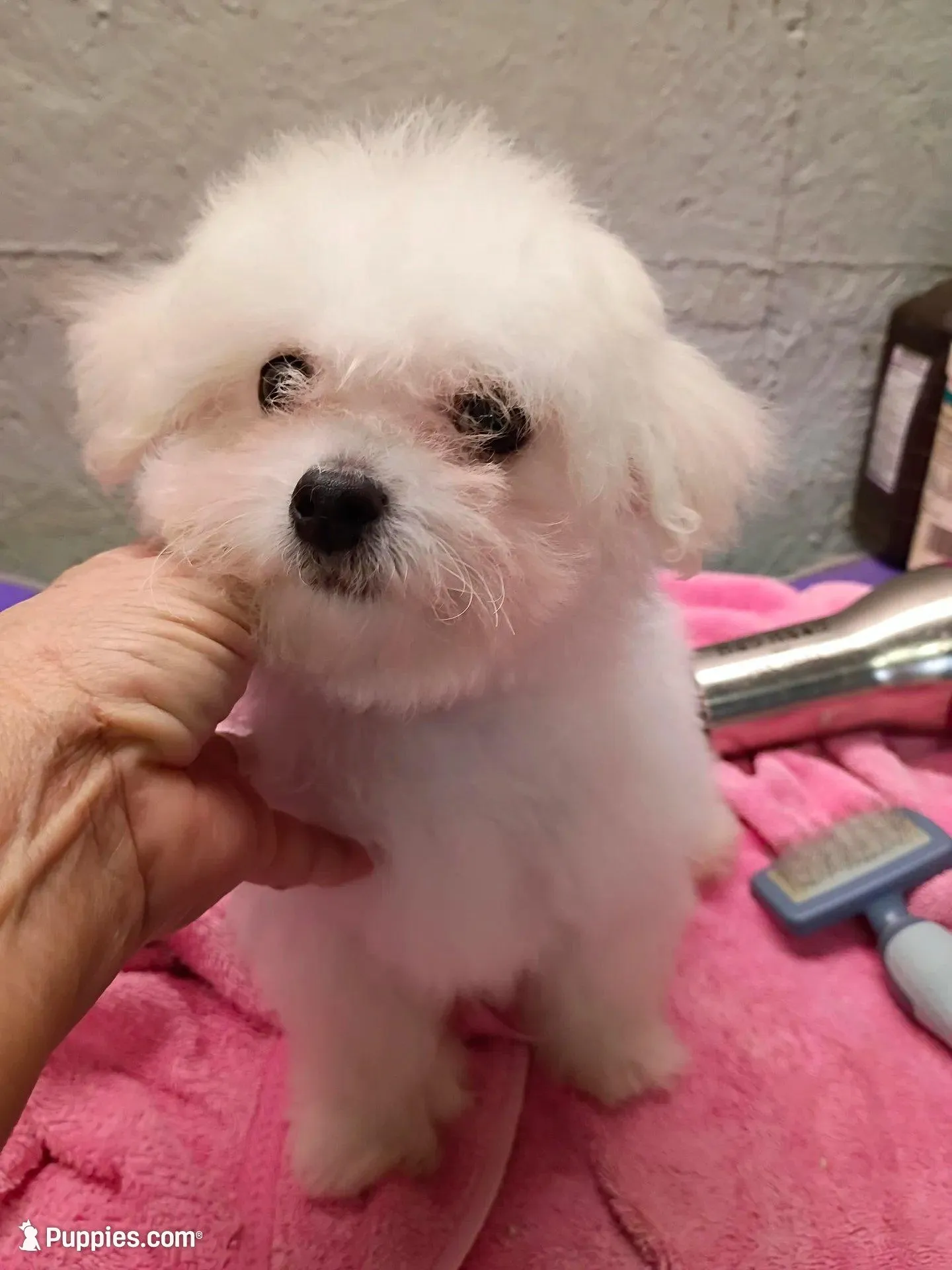Toy size, Super friendly ! – Bichon Frise puppy on hold in Spraggs, PA