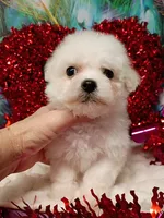 processed/614cd843-c74a-4709-addd-834de4b9ecce/listing/f4a4bed9-9ca9-4d6d-8bf0-7763b6cf743e/ab256233-1f74-4774-a74c-e401edf2b7d7