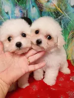 Last One ! Ready now, Toy size, a female Bichon Frise for sale in Spraggs, PA – Photo 4 of 6