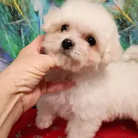 Toy size, Super friendly !, a female Bichon Frise for sale in Spraggs, PA – Photo 1 of 5