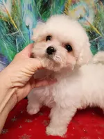Toy size, Ready now !, a female Bichon Frise for sale in Spraggs, PA – Photo 1 of 5