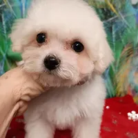 Toy size, Super friendly !, a female Bichon Frise for sale in Spraggs, PA – Photo 4 of 5