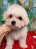 Toy size, Ready now !, a female Bichon Frise for sale in Spraggs, PA – Photo 4 of 5