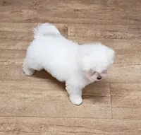 Toy size, Vet Checked ! , a female Bichon Frise for sale in Spraggs, PA – Photo 3 of 7