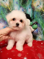 Last One ! Ready now, Toy size, a female Bichon Frise for sale in Spraggs, PA – Photo 1 of 6