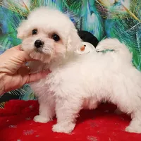 Toy size, Super friendly !, a female Bichon Frise for sale in Spraggs, PA – Photo 2 of 5