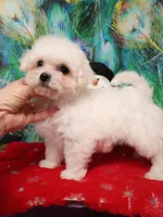 Toy size, Ready now !, a female Bichon Frise for sale in Spraggs, PA – Photo 2 of 5