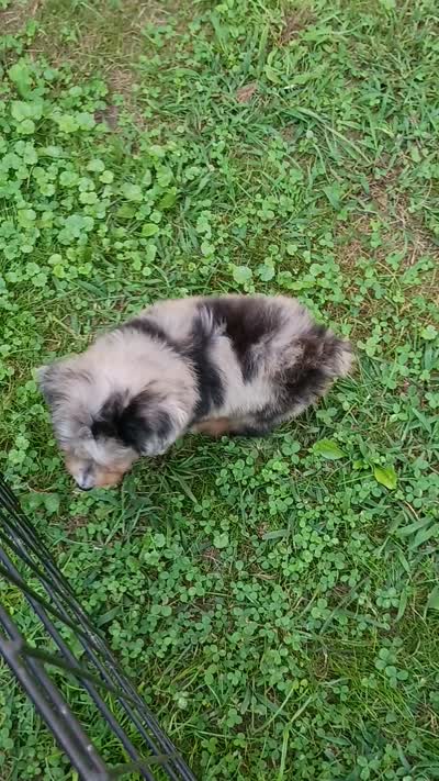 Blueboy Ready now !, a male Miniature Aussiedoodle for sale in Spraggs, PA – 9 of 9