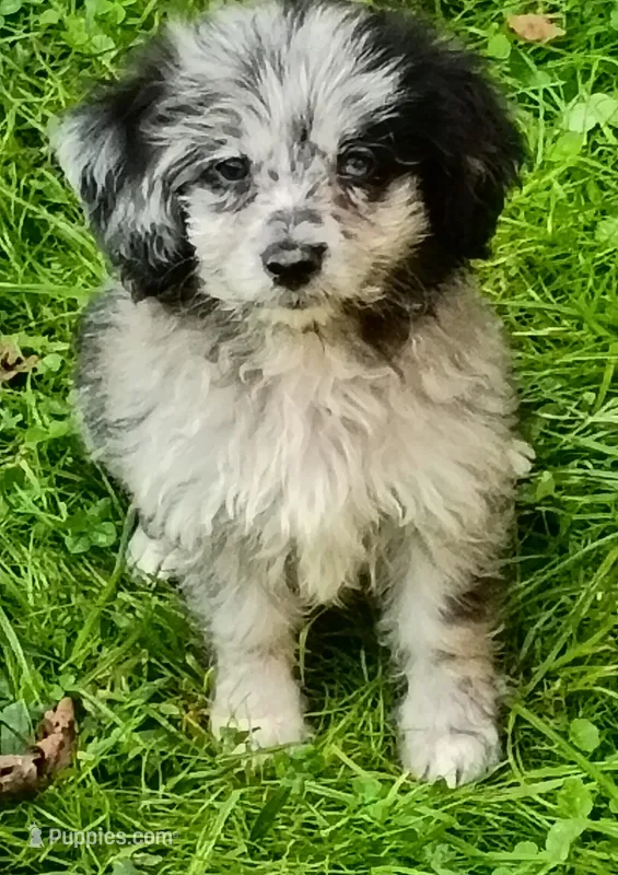 Small Aussie doodle Ready now ! – Miniature Aussiedoodle puppy for sale in Spraggs, PA