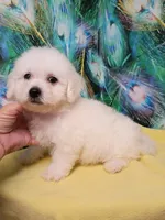 Little Bichon boy, a male Bichon Frise for sale in Spraggs, PA – 1 of 9