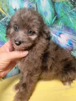 Mini blue eyes Boy Ready, a male Miniature Aussiedoodle for sale in Spraggs, PA – 6 of 10