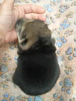 Three weeks old male, a male Shiba Inu for sale in Spraggs, PA – 4 of 8