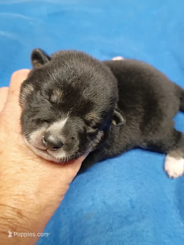 Just Born boy – Shiba Inu puppy for sale in Spraggs, PA