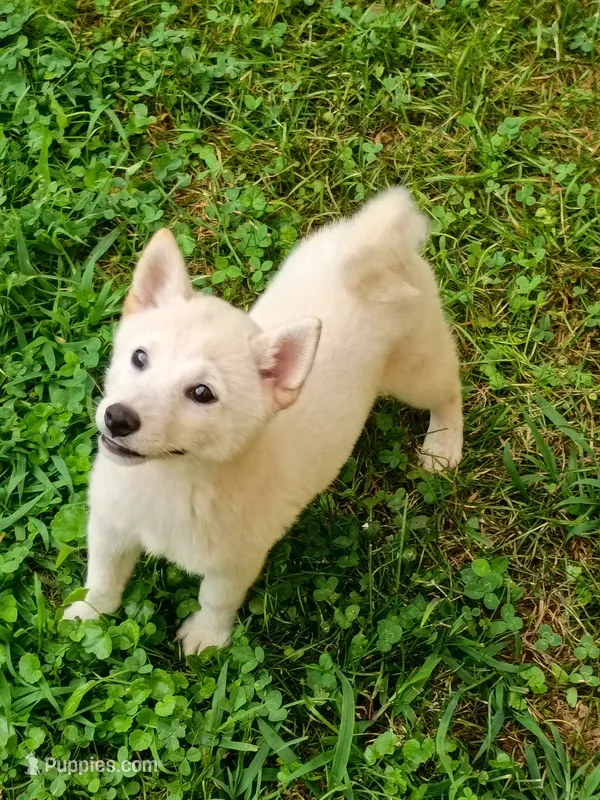 Runt Cream boy reduced  – Shiba Inu puppy for sale in Spraggs, PA