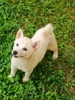 Runt Cream boy reduced , a male Shiba Inu for sale in Spraggs, PA – 1 of 9