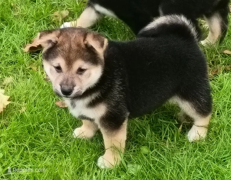 Ready October 20th male – Shiba Inu puppy for sale in Spraggs, PA