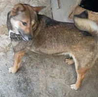 Pregnant , a female Shiba Inu for sale in Spraggs, PA – 2 of 4