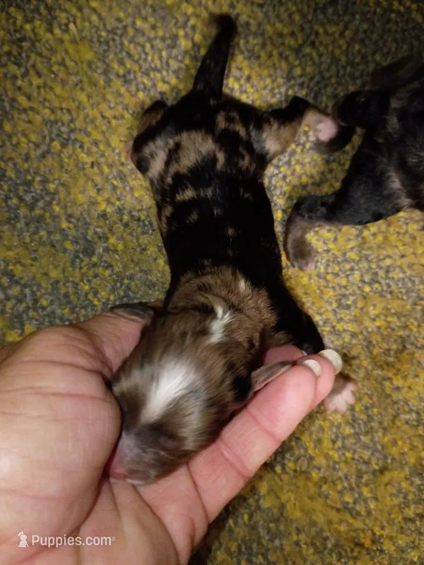 Toy Aussie Doodle girl – Miniature Aussiedoodle puppy for sale in Spraggs, PA