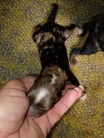 Toy Aussie Doodle girl, a female Miniature Aussiedoodle for sale in Spraggs, PA – 1 of 2