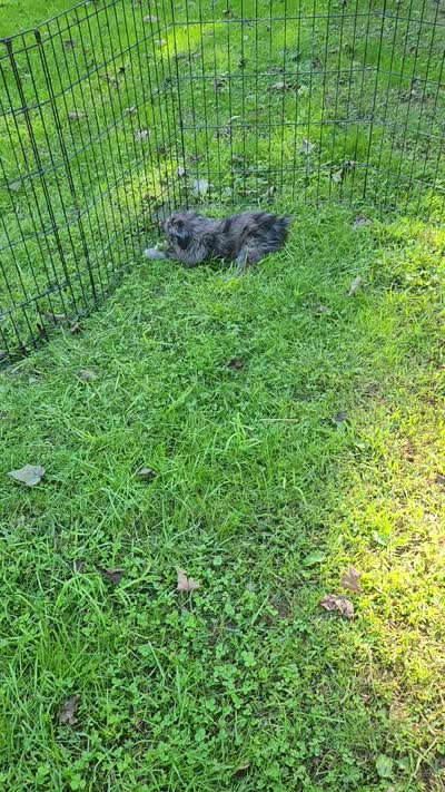 Small Mini blue eyes , a male Miniature Aussiedoodle for sale in Spraggs, PA – 8 of 10
