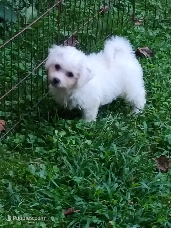 Bichon Girl. Ready now ! – Bichon Frise puppy for sale in Spraggs, PA