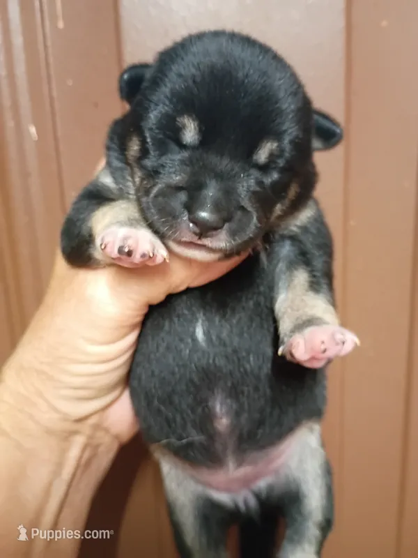 Just Born – Shiba Inu puppy for sale in Spraggs, PA