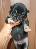 Two weeks old, a female Shiba Inu for sale in Spraggs, PA – 4 of 7