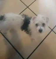 Shorkie/Bichon cross, a male Bichon Frise and Shorkie for sale in Spraggs, PA – 1 of 1