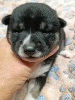 Three weeks old boy, a male Shiba Inu for sale in Spraggs, PA – 4 of 9