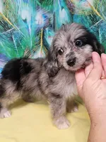 Small Aussie doodle Ready now !, a female Miniature Aussiedoodle for sale in Spraggs, PA – 3 of 8
