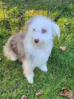 Small Aussie doodle, Ready now , a female Miniature Aussiedoodle for sale in Spraggs, PA – 5 of 8