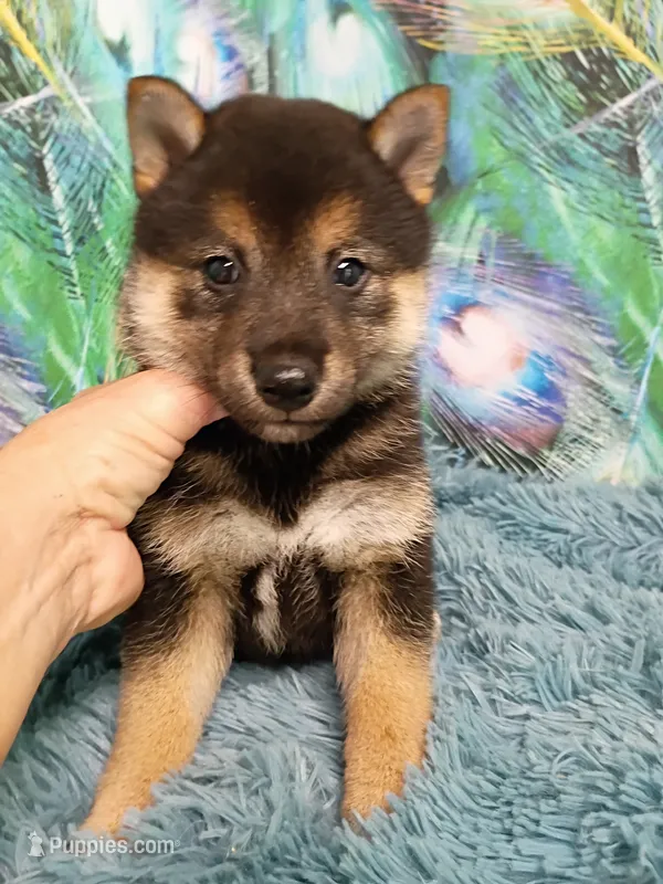 Black and tan  – Shiba Inu puppy for sale in Spraggs, PA