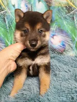 Black and tan , a male Shiba Inu for sale in Spraggs, PA – 2 of 5