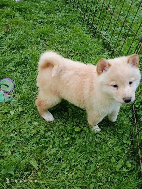 Butterscotch  – Shiba Inu puppy for sale in Spraggs, PA