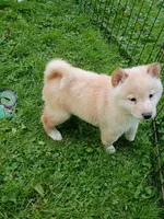 Butterscotch , a male Shiba Inu for sale in Spraggs, PA – 1 of 10