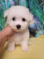 Toy Girl, a female Bichon Frise for sale in Spraggs, PA – 5 of 5