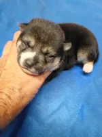 3 weeks old, a female Shiba Inu for sale in Spraggs, PA – 4 of 6