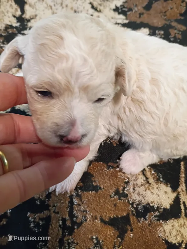 Bichon -Poo girl – Bichpoo puppy for sale in Spraggs, PA