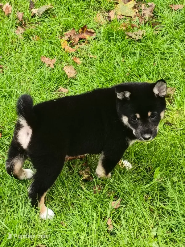 Ready October 20th girl – Shiba Inu puppy for sale in Spraggs, PA