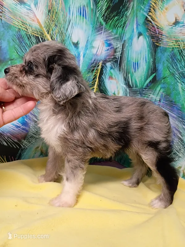 Toy Blue – Miniature Aussiedoodle puppy for sale in Spraggs, PA