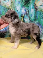 Small Blue, a female Miniature Aussiedoodle for sale in Spraggs, PA – 8 of 10