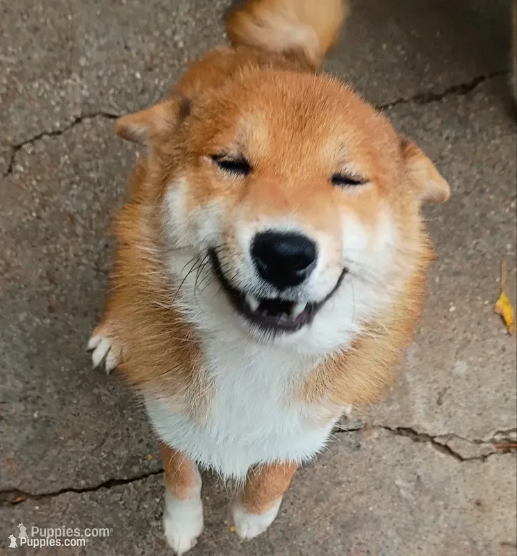 Akio 0 – Shiba Inu puppy for sale in Spraggs, PA
