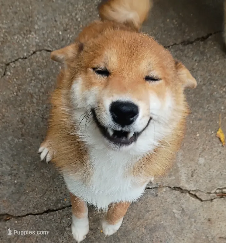 Akio  – Shiba Inu puppy for sale in Spraggs, PA