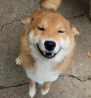 Akio 0, a male Shiba Inu for sale in Spraggs, PA – 2 of 8