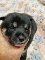Three weeks old girl, a female Shiba Inu for sale in Spraggs, PA – 2 of 7
