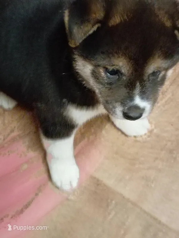 Ready October 20th – Shiba Inu puppy for sale in Spraggs, PA